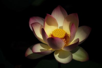 Close-up of lotus water lily
