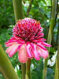 Close-up of flower blooming outdoors