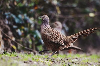 Close-up of a bird perching on a field