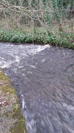 Stream flowing through a forest