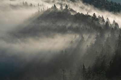 Mountainous forest with light streaming through fog