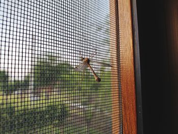 Close-up of insect on window