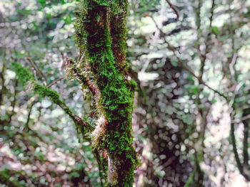 Close-up of moss growing on tree trunk