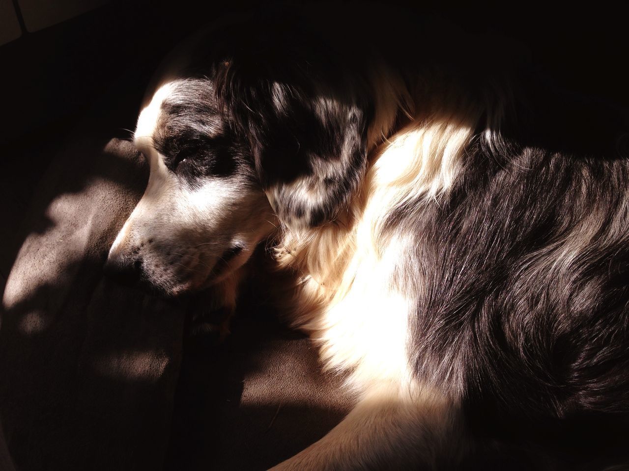 HIGH ANGLE VIEW OF DOG SLEEPING ON BED