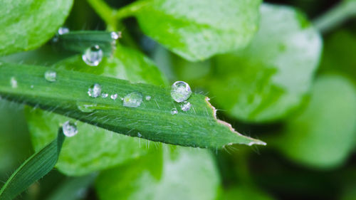 Close-up of water drops on leaf