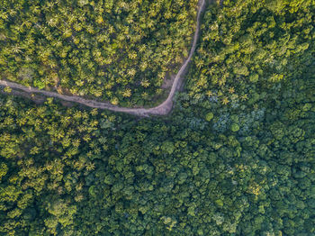 High angle view of lizard on land