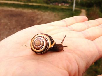 Close-up of snail on hand