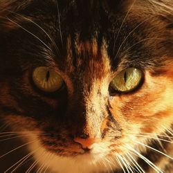 Close-up portrait of a cat