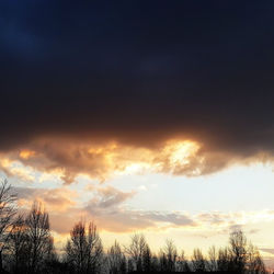 Silhouette of trees at sunset