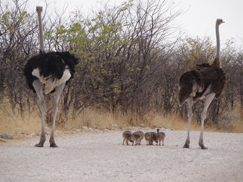 An ostrich family strolls down a street in etosha national park