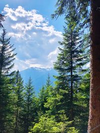 Low angle view of pine trees in forest against sky