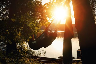 Sunlight streaming through trees during sunset