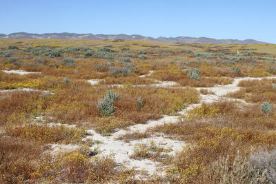 Superbloom in spring carrizo plain national monument, california