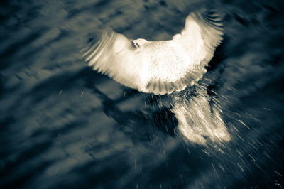 High angle view of bird swimming in sea