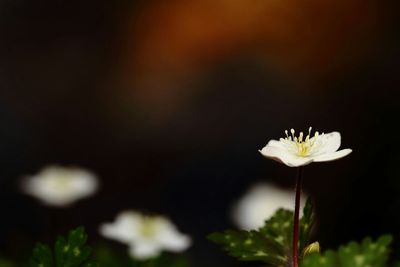 Close-up of white flowers