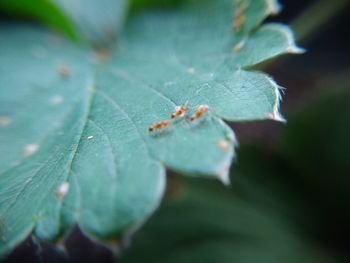 Close-up of leaves on plant