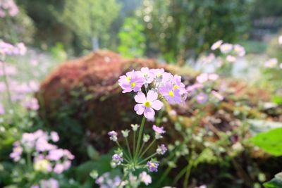 Close-up of flowers blooming outdoors