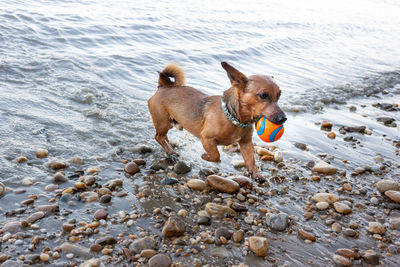 Dog on beach