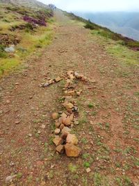 High angle view of crab on field