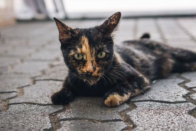 Portrait of cat relaxing on footpath