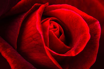 Close-up of red rose