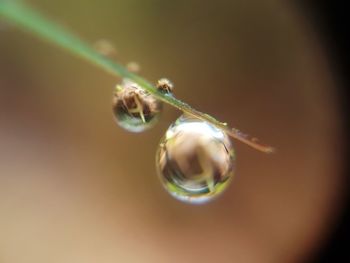Close-up of spider on web