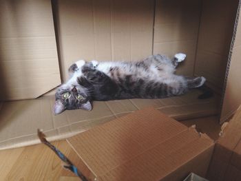 High angle view of cat lying on wooden floor