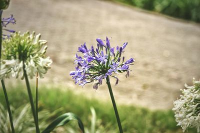 Close-up of purple flowers blooming on field