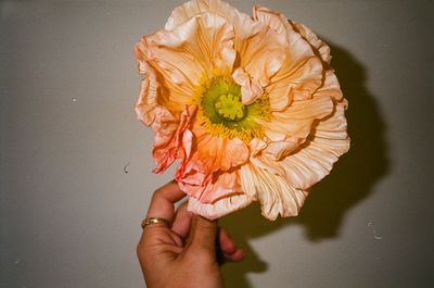 Close-up of woman hand holding flower