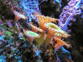 Close-up of coral swimming in sea