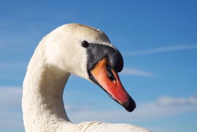 Close-up side view of swan against sky