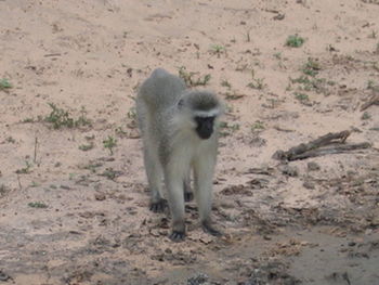 Monkey walking in a desert