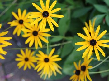 Close-up of yellow flowers