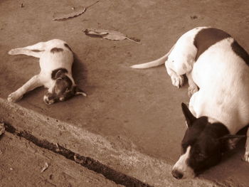 High angle view of dog lying down