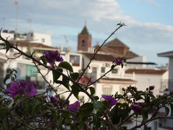 Close-up of pink flowers blooming in city against sky