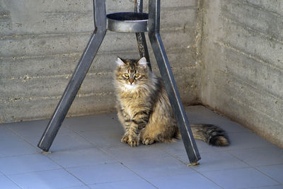 High angle view of cat sitting on floor