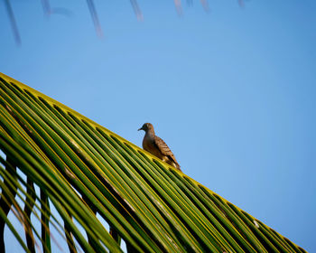 Low angle view of bird perching on palm tree against sky