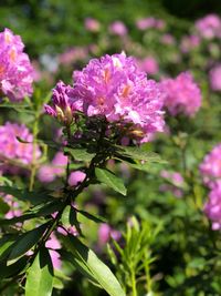 Close-up of pink flowering plant