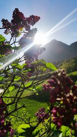 Scenic view of flowering plant against sky on sunny day