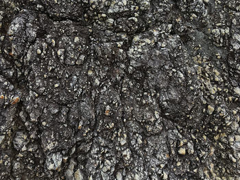 Full frame shot of lichen on tree trunk