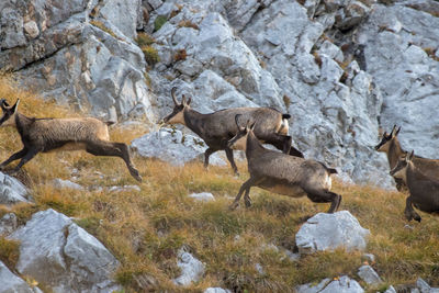 Side view of animals on rock