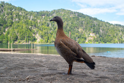 View of bird on lakeshore