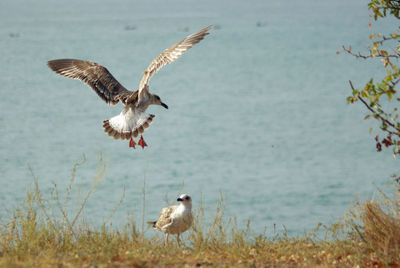 Close-up of seagull flying over sea