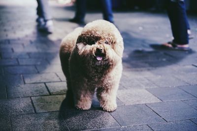 Portrait of dog on footpath in city