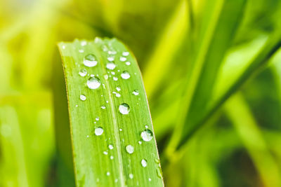 Close-up of water drops on leaf