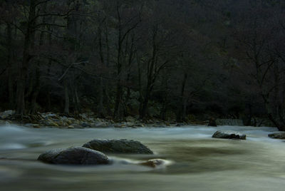 Scenic view of river stream in forest