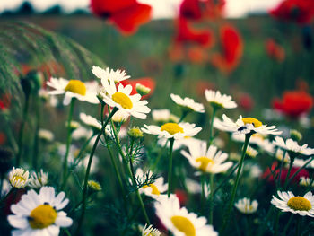 Close-up of white flowering plant on field