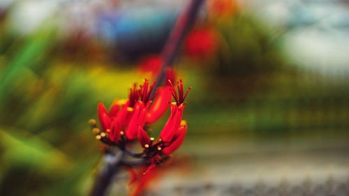 Close-up of red flower