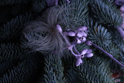 High angle view of monkey on plant