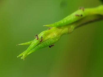 Close-up of insect on leaf